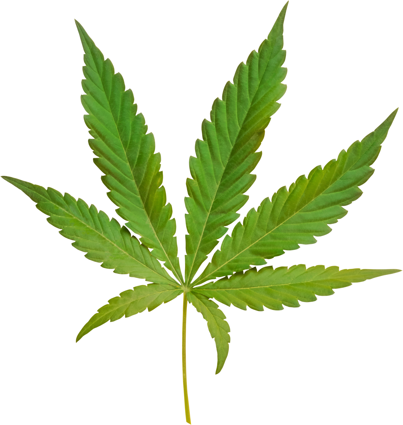 Weed Leaf